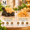 Dhan Labh Tortoise